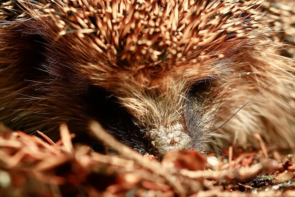 Co jedzą jeże – czym je dokarmiać, a czego unikać?