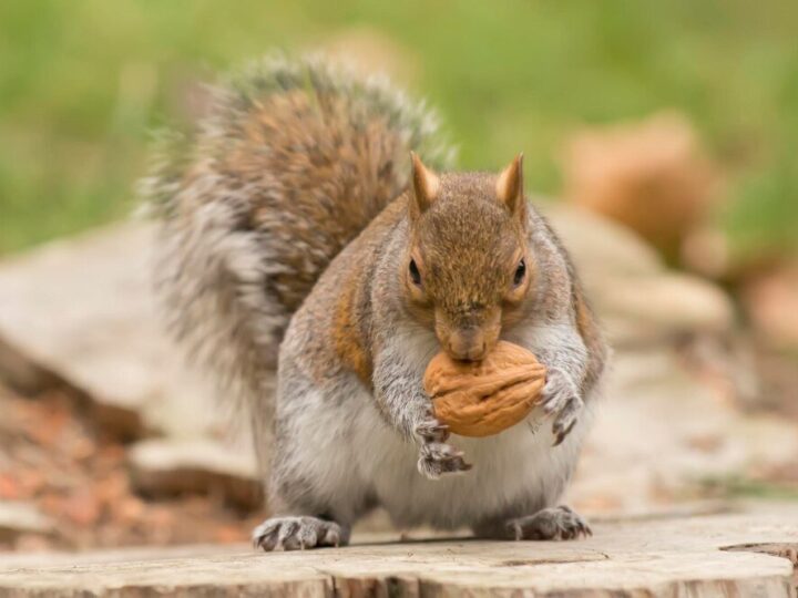 Co jedzą wiewiórki – naturalna dieta i dokarmianie w ogrodzie