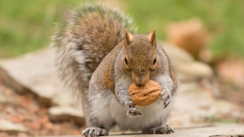 Co jedzą wiewiórki – naturalna dieta i dokarmianie w ogrodzie