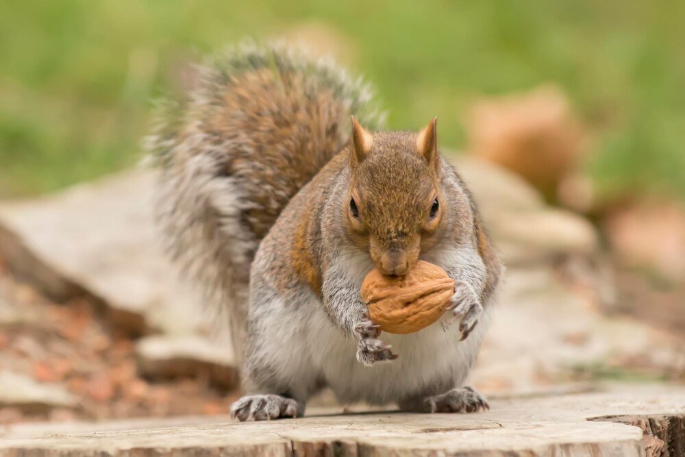 Co jedzą wiewiórki – naturalna dieta i dokarmianie w ogrodzie