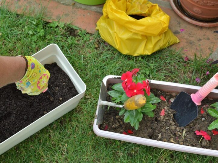 Co sadzić w marcu – warzywa i kwiaty na dobry start sezonu