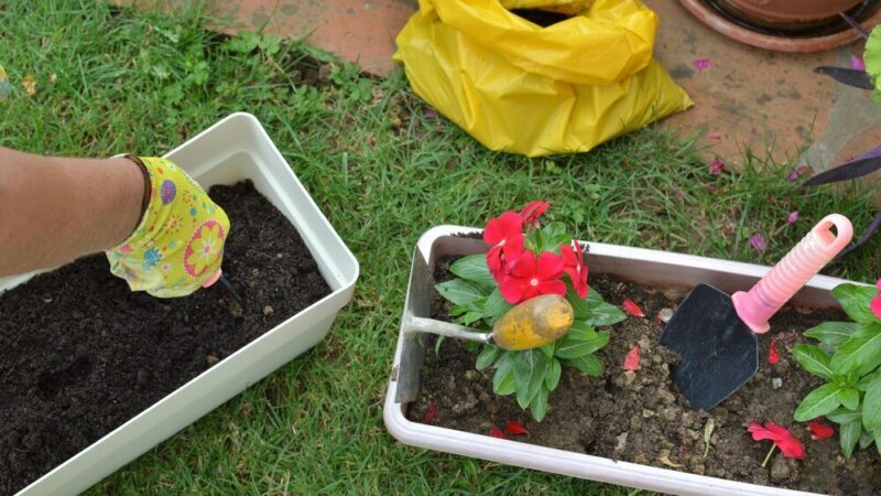 Co sadzić w marcu – warzywa i kwiaty na dobry start sezonu