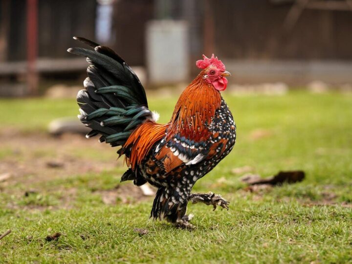 Co zrobić, żeby kogut nie piał – skuteczne sposoby