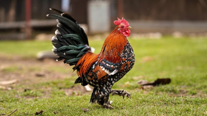 Co zrobić, żeby kogut nie piał – skuteczne sposoby