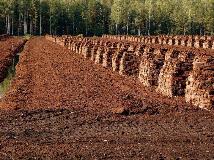 Czarnoziemy w Polsce – gdzie występują i jakie mają znaczenie?