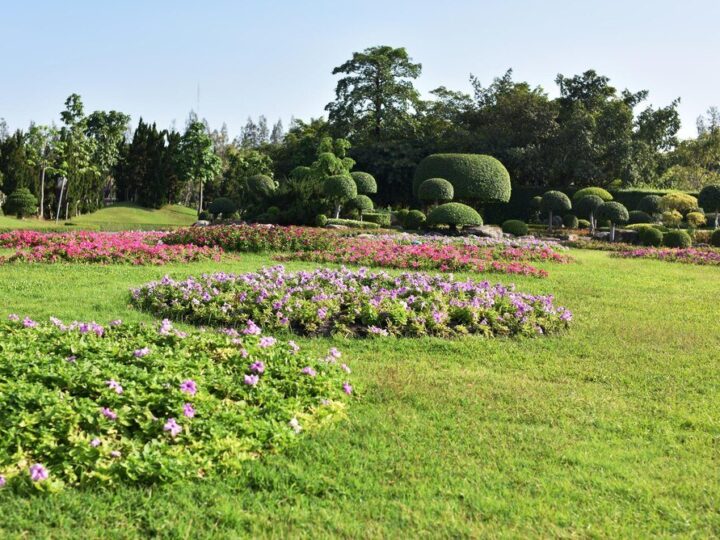 Czego nie lubi turkuć podjadek – skuteczne sposoby na odstraszanie