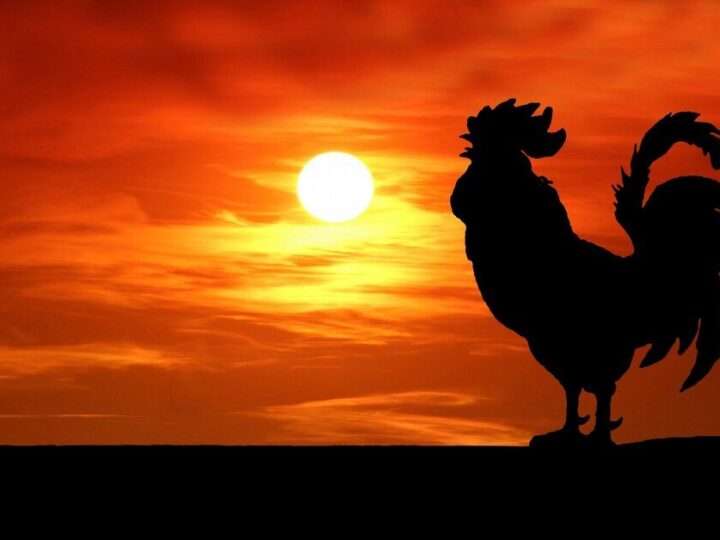Czemu kogut pieje o świcie i w dzień?