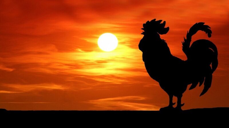 Czemu kogut pieje o świcie i w dzień?