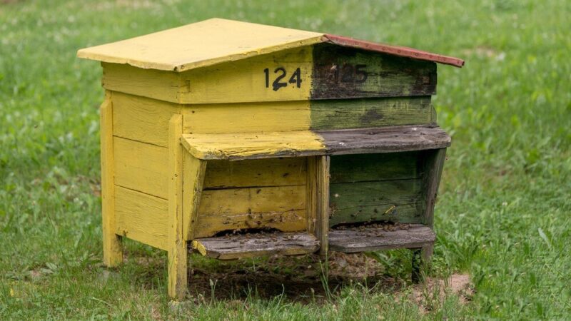 Czy do pustego ula przylecą pszczoły?