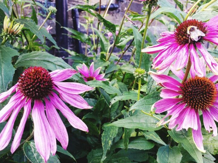 Czy jeżówka jest wieloletnia?