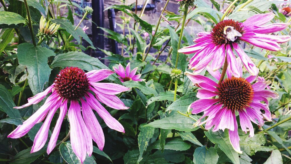 Czy jeżówka jest wieloletnia?