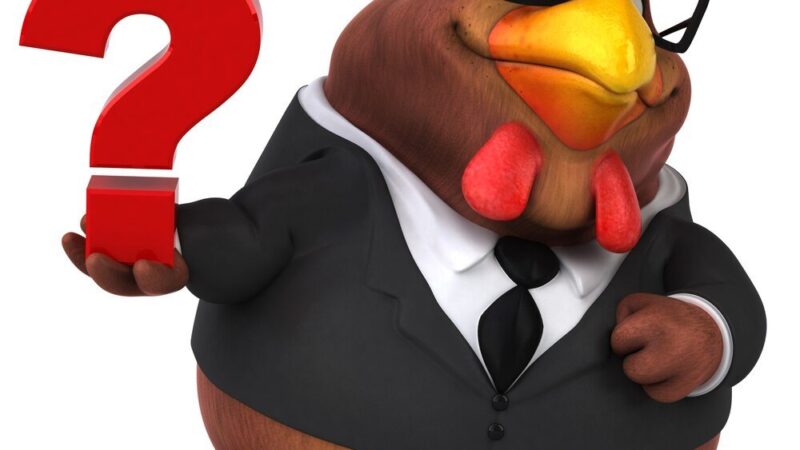 Czy kogut znosi jajka – fakty i mity