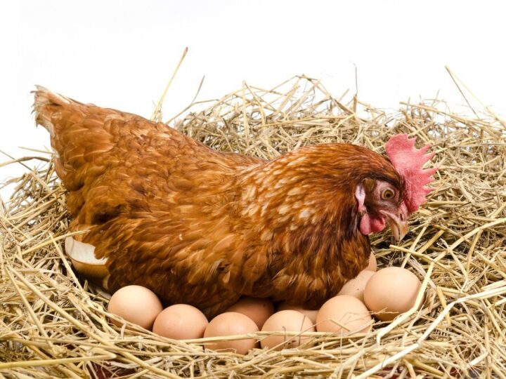 Czy kura zniesie jajko bez koguta – jak to działa?