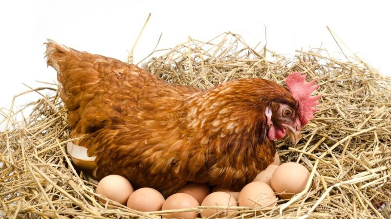 Czy kura zniesie jajko bez koguta – jak to działa?