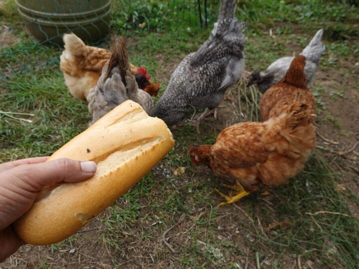 Czy kury mogą jeść chleb? Zasady bezpiecznego karmienia
