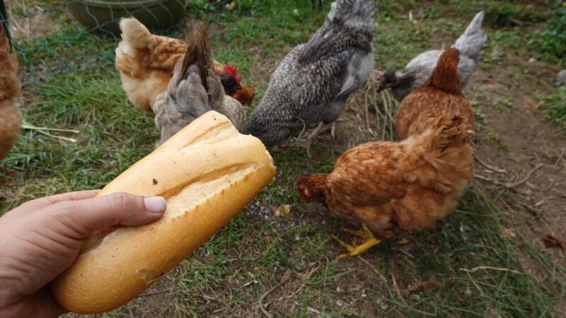 Czy kury mogą jeść chleb? Zasady bezpiecznego karmienia