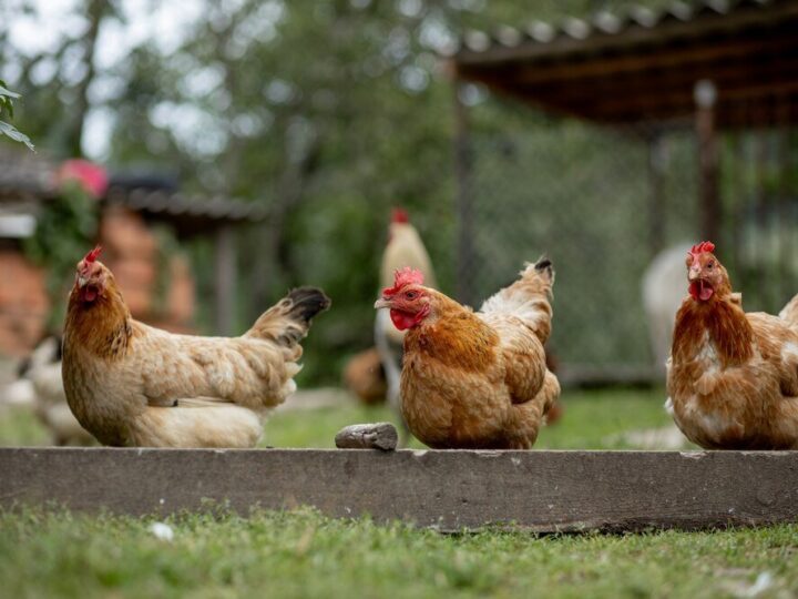 Czy kury mogą jeść makaron – czy to bezpieczne i w jakiej ilości
