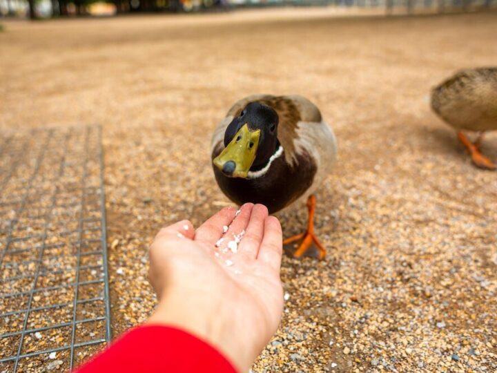 Czy można karmić kaczki chlebem – dlaczego to szkodzi?
