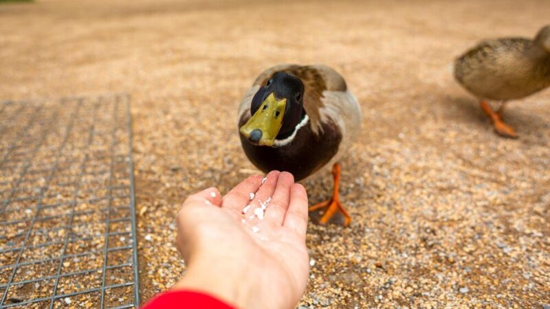 Czy można karmić kaczki chlebem – dlaczego to szkodzi?