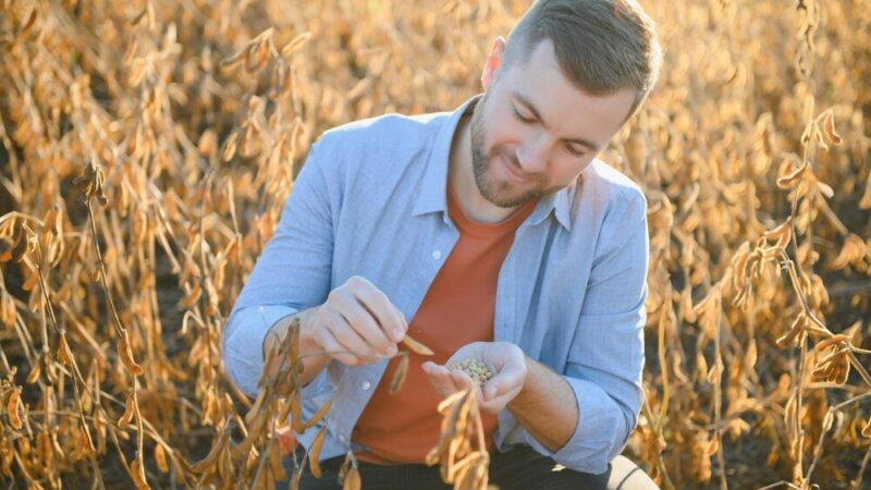 Czy można siać żyto hybrydowe drugi raz – co warto wiedzieć?
