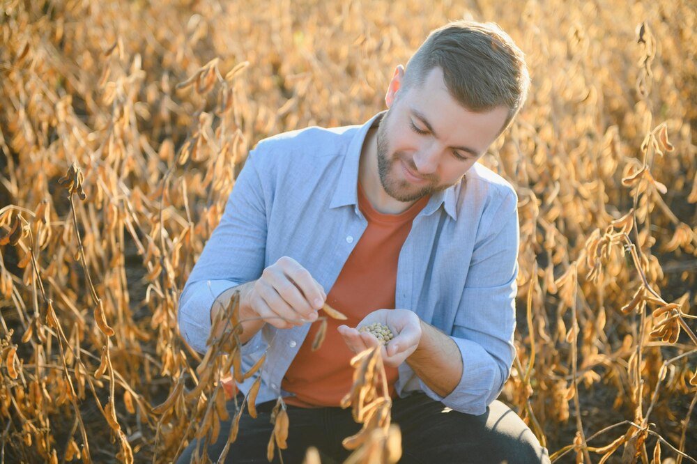 Czy można siać żyto hybrydowe drugi raz – co warto wiedzieć?