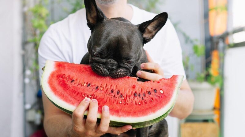 Czy pies może jeść arbuza – jak podawać go bezpiecznie?
