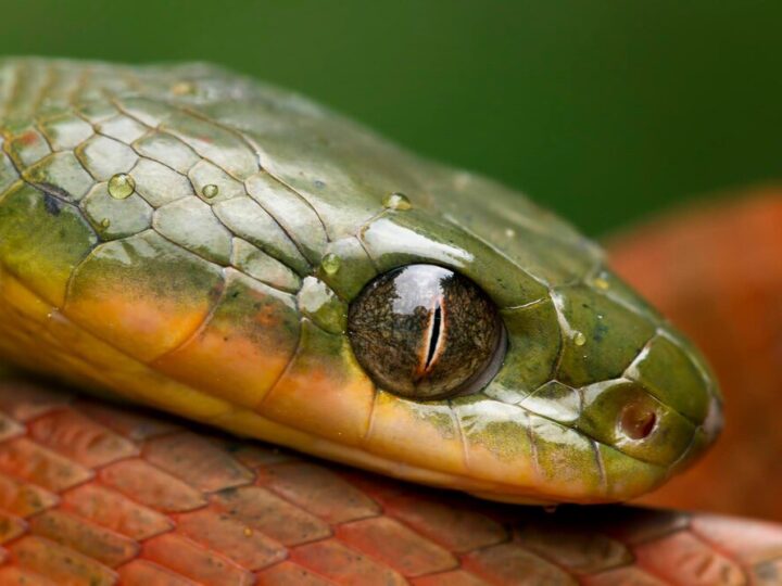 Czy węże mrugają – jak działa wzrok u węży?