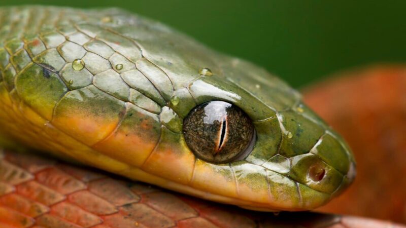 Czy węże mrugają – jak działa wzrok u węży?