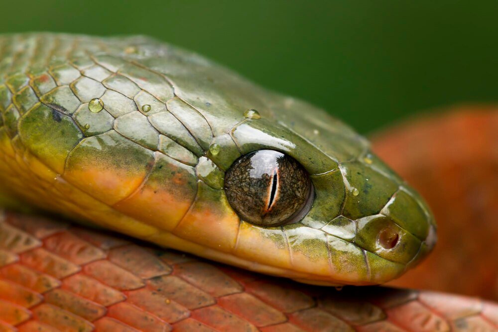 Czy węże mrugają – jak działa wzrok u węży?