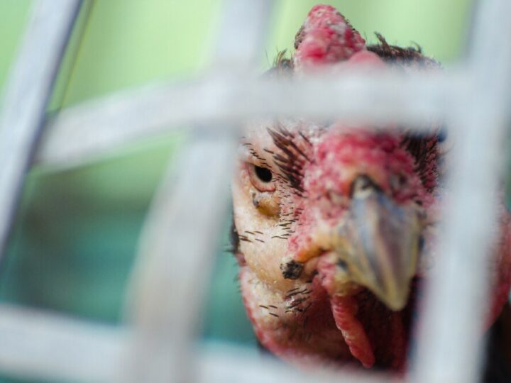 Czy wołek zbożowy jest szkodliwy dla kur – zagrożenia i profilaktyka