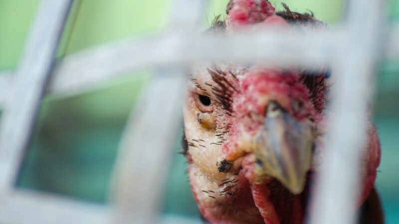 Czy wołek zbożowy jest szkodliwy dla kur – zagrożenia i profilaktyka