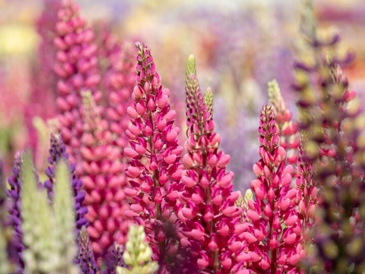 Czy wrzosy są wieloletnie – różnice między wrzosami a wrzoścami