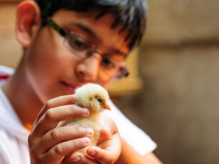 Czym karmic kurczaki po wykluciu – pierwsze dni krok po kroku