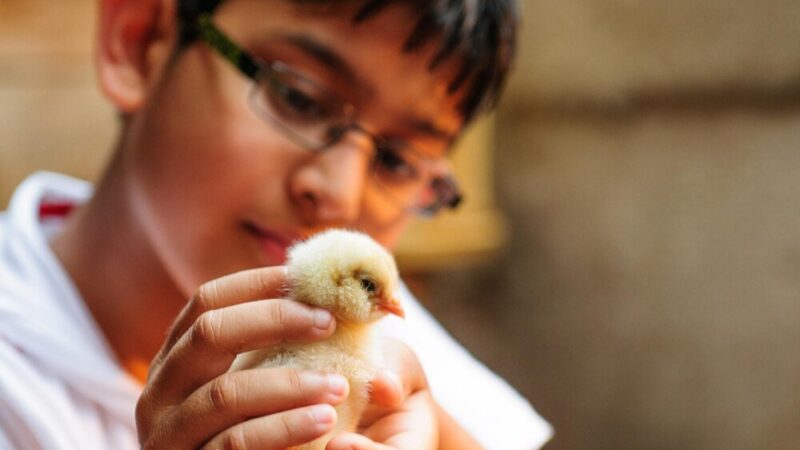 Czym karmic kurczaki po wykluciu – pierwsze dni krok po kroku