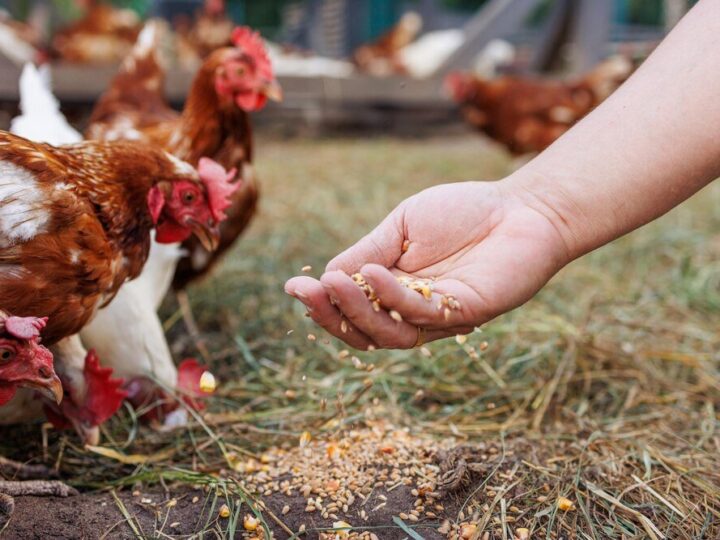 Czym karmić kury, aby skorupki jaj były twarde