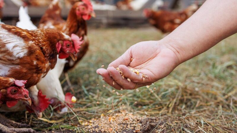 Czym karmić kury, aby skorupki jaj były twarde
