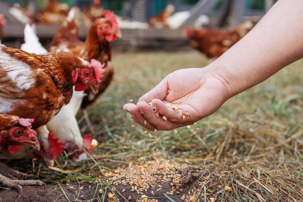 Czym karmić kury, aby skorupki jaj były twarde