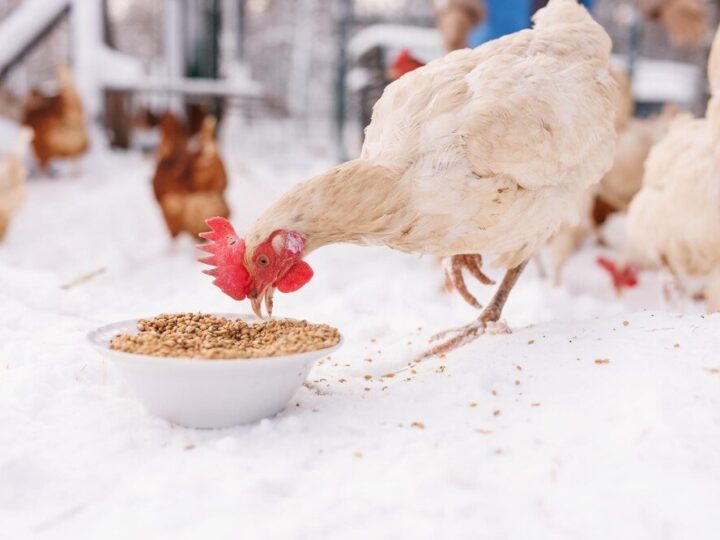 Czym karmić kury – zdrowa dieta dla niosek i kur mięsnych