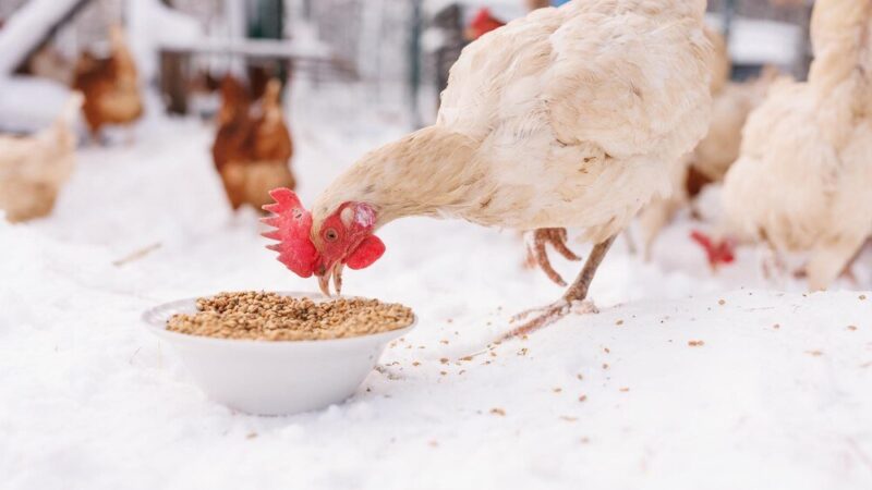 Czym karmić kury – zdrowa dieta dla niosek i kur mięsnych