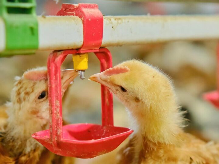 Czym karmić pisklęta kury w pierwszych tygodniach?