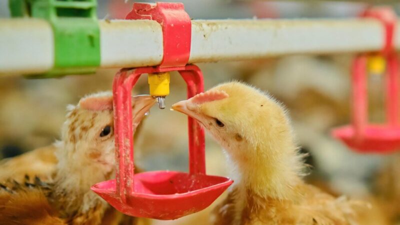 Czym karmić pisklęta kury w pierwszych tygodniach?