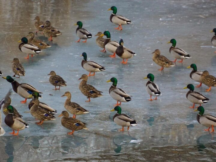 Dlaczego kaczki się dziobią do krwi i jak temu zapobiec?