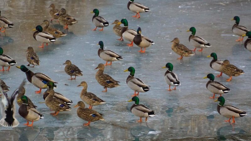 Dlaczego kaczki się dziobią do krwi i jak temu zapobiec?