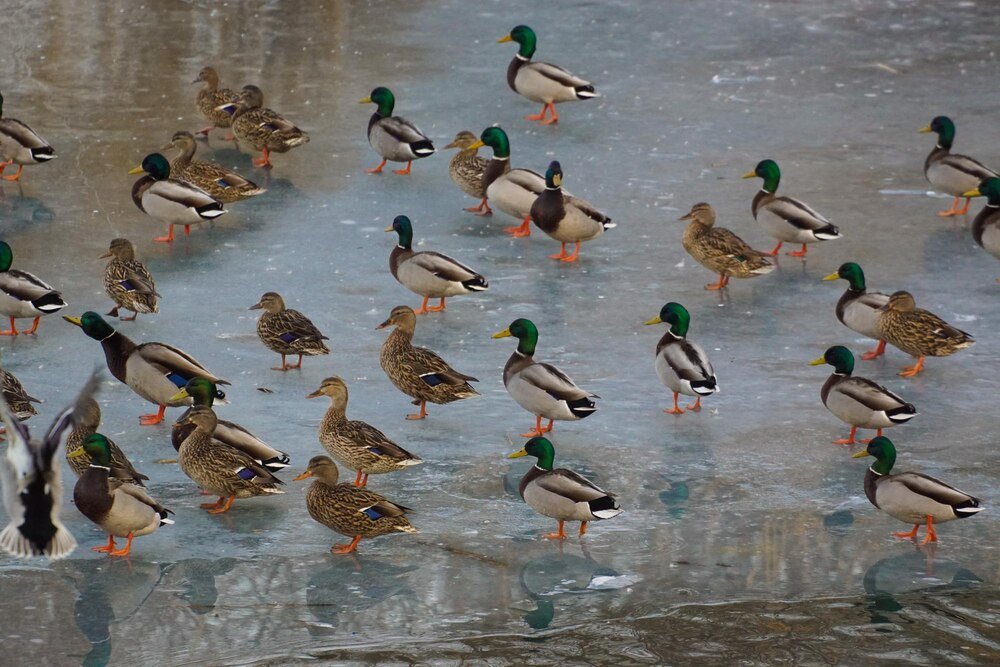 Dlaczego kaczki się dziobią do krwi i jak temu zapobiec?