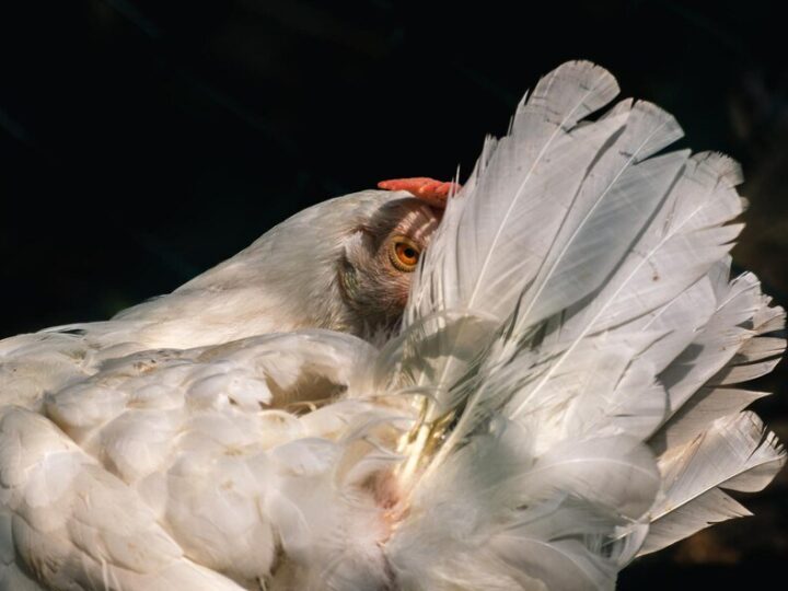 Dlaczego kury wydziobują sobie pióra – przyczyny i jak reagować