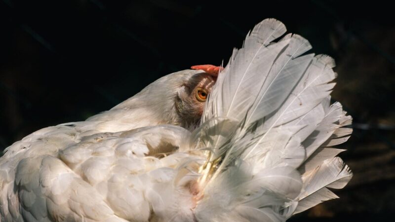 Dlaczego kury wydziobują sobie pióra – przyczyny i jak reagować