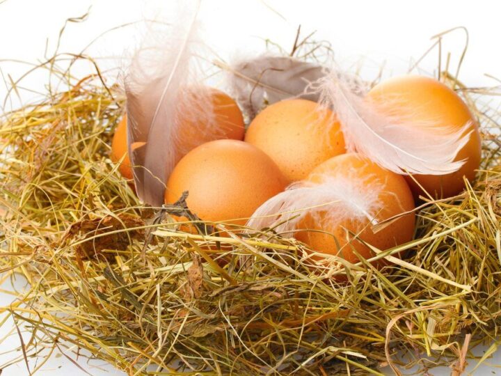 Dlaczego kury znoszą małe jajka i jak to zmienić?