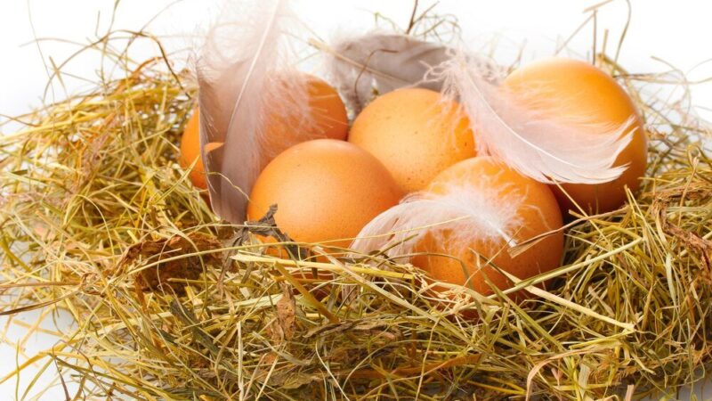 Dlaczego kury znoszą małe jajka i jak to zmienić?