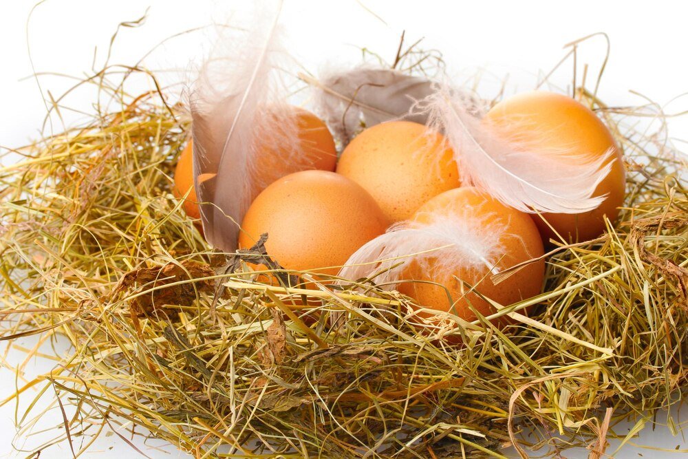 Dlaczego kury znoszą małe jajka i jak to zmienić?