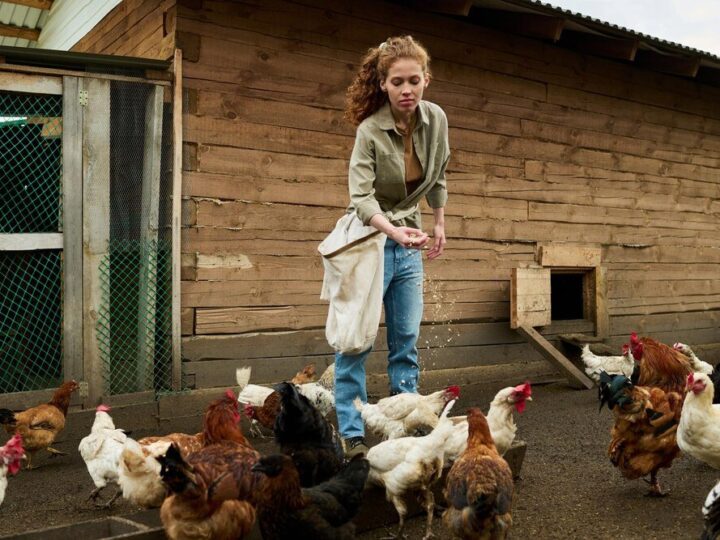 Domowy chów brojlerów – jak osiągnąć szybki przyrost?